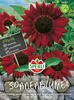 SPERLI Sonnenblumensamen Velvet Queen Helianthus annuus 40 Produktbild-Vorschau 3