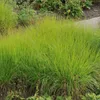Trawa Sesleria jesienna 1L Podgląd zdjęcia produktu 3
