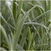 Plants by Frank | 72 Plantes de lavande vraie | Lavandula Voir les images du produit 3