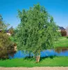 Salix matsudana 'Tortuosa', Korkenzieher-Weide, 60–100 cm Produktbild-Vorschau 4