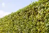 Ligustrum vulgare, Gewöhnlicher Liguster, 125–150 cm Produktbild-Vorschau 4