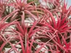 Gardnerova Tillandsia ionantha červená Náhľad obrázku produktu 6