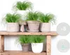 Bloomique - 6er Set - Cyperus Zumula - Katzengras Fertig Produktbild-Vorschau 2