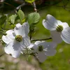 Corniolo da fiore - Cornus florida | 50-60 cm in Anteprima dell’immagine prodotto 1
