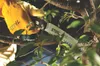 Stihl 00008818704 0000 881 8704 Sega per rami, PR 33 C Anteprima dell’immagine prodotto 3
