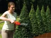 Black & Decker GSL300-QW 3,6V Li-Ion Akku-Strauschschere Produktbild-Vorschau 7