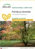 SAFLAX - perníkový stromček - Cercidiphyllum japonicum - Náhľad obrázku produktu 1