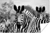 MuchoWow® Poster Zebra - Schwarz - Weiß - Tiere 120x80 cm - Produktbild-Vorschau 1