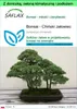 SAFLAX - Garden to go - Bonsai - Chiński Jałowiec - 30 Podgląd zdjęcia produktu 1