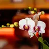 Kolibri Orchideje – bílá orchidej Phalaenopsis, minerální Náhled obrázku produktu 9