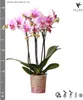 Kolibri Orchids | Růžová orchidej Phalaenopsis - Mineral Náhled obrázku produktu 8