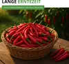 Chili De Cayenne Samen - Capsicum annuum - Chilisamen - Produktbild-Vorschau 6