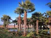 Palme Trachycarpus fortunei – Chinesische Hanfpalme, Höhe Produktbild-Vorschau 1