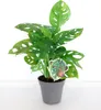 BALDUR Garten 1x Monstera Monkey Leaf, Pflanze im 12 Produktbild-Vorschau 2