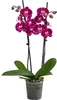 Dehner Schmetterlingsorchidee Binty, Phalaenopsis Produktbild-Vorschau 1