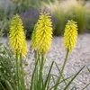 Stauden Gänge 3 x Kniphofia Kollektion - Fackellilie Produktbild-Vorschau 8