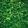 A close-up view of a green hedge behind a chain-link fence. Produktbild-Vorschau