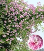 A close-up view of a climbing rose bush with many pink flowers and green leaves, with a circular inset showing a single, larger pink rose. Produktbild-Vorschau