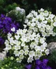 Campanula carpatica 'Weiße Clips', Glockenblume, weiß, ca. Produktbild-Vorschau 2
