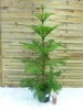 [Palmenlager] XL Araucaria heterophylla 140 cm - Produktbild-Vorschau 2