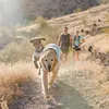 Ruffwear Swamp Cooler Weste Sage Green XS Produktbild-Vorschau 4