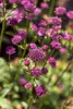Große Sterndolde, im Topf - Astrantia major Produktbild-Vorschau 3