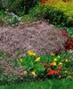 Gypsophila repens 'Rosenschleier', Schleierkraut, rosa, ca. Produktbild-Vorschau 2