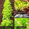 5 m de ruban de semences « Mélange de salades » (Lactuca Voir les images du produit 4