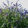 Buddleja Empire Blue - Cespuglio estivo di lilla/farfalle - Anteprima dell’immagine prodotto 2
