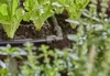 Gardena MDS con lama a L da 13 mm GARDENA 13202-20 Anteprima dell’immagine prodotto 17