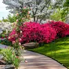 A garden path curves through a vibrant garden filled with blooming pink azaleas, white dogwood trees, and a climbing rose arch. Podgląd zdjęcia produktu