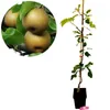 Pyrus pyrifolia 'Nijsseiki', poirier japonais Nashi, pot de Voir les images du produit 1