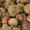 Eicheln Deko Herbstfrüchte Natürliche Bastelmaterial 300g Produktbild-Vorschau 5