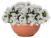 Blumentopf 22,5x10,2cm Blumenkübel Pflanzschale Terrakotta Produktbild-Vorschau 8