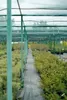 A greenhouse or nursery setting with rows of plants under a green shade net. Produktbild-Vorschau