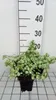 6 x *Lamium maculatum* 'White Nancy' - Hierba de los Vista previa de la imagen del producto 2