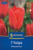 Blumenzwiebel Tulpe Kiepenkerl Showwinner 7 Stück Produktbild-Vorschau 3