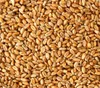 Dehner Saatgut Katzengras, 6 Stück (600 g) Produktbild-Vorschau 3