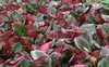 Stauden Gänge 3 x Bergenia cordifolia ‚Eroica' - Bergenie - Produktbild-Vorschau 2