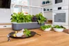Click & Grow Smart Garden 9, met LED-verlichting, 9 lampen Productafbeelding-voorbeeld 4