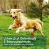 AniForte MSM Pulver für Hunde & Katzen 300 g – Hochreines Produktbild-Vorschau 6