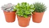 Lot de 3 plantes succulentes - 3 plantes différentes dans Voir les images du produit 1