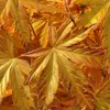 Érable du Japon - Acer palmatum 'Orange Dream' - Hauteur Voir les images du produit 3