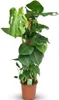 Monstera deliciosa na mechové tyci, 90cm, 19cm, pokojová Náhled obrázku produktu 1