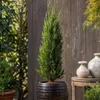 A potted cypress tree in a dark pot, placed outdoors with a wooden fence in the background. Produktbild-Vorschau
