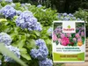 Fruktovit Dünger für Rhododendren, Hortensien und andere Produktbild-Vorschau 6