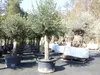 Olivenbaum Olive "60 Jahre" 200 - 240 cm, beste Qualität, Produktbild-Vorschau 9