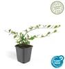 Bodendecker - Kriechmispel - Teppichmispel - Cotoneaster Produktbild-Vorschau 2