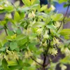 Kamtschatka-Heckenkirsche Honeybee 2L Produktbild-Vorschau 7
