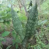 Sansevieria (Dracaena hyacinthoides)  - 5 plants Voir les images du produit 2